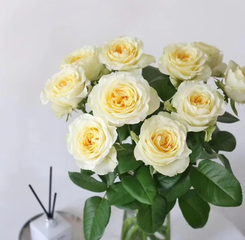 Butter Cup Rose Live Plant – Creamy Yellow Double Flowers – Multi-Season Blooming – 100-120 cm Tall - Image 2