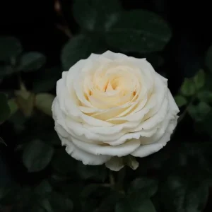 Butter Cup Rose Live Plant – Creamy Yellow Double Flowers – Multi-Season Blooming – 100-120 cm Tall - Image 3