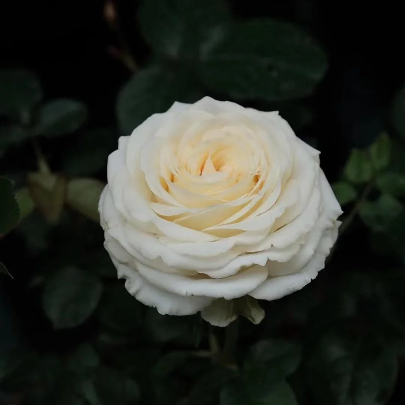 Butter Cup Rose Live Plant – Creamy Yellow Double Flowers – Multi-Season Blooming – 100-120 cm Tall - Image 3