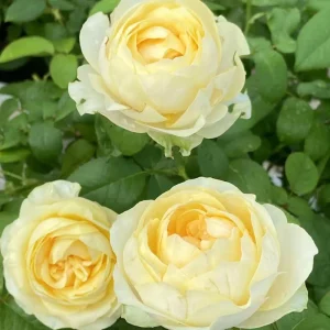 Butter Cup Rose Live Plant – Creamy Yellow Double Flowers – Multi-Season Blooming – 100-120 cm Tall - Image 4