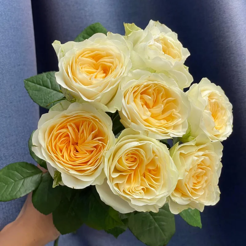 Butter Cup Rose Live Plant – Creamy Yellow Double Flowers – Multi-Season Blooming – 100-120 cm Tall - Image 5