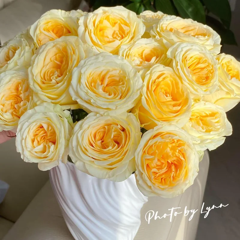 Butter Cup Rose Live Plant – Creamy Yellow Double Flowers – Multi-Season Blooming – 100-120 cm Tall - Image 6