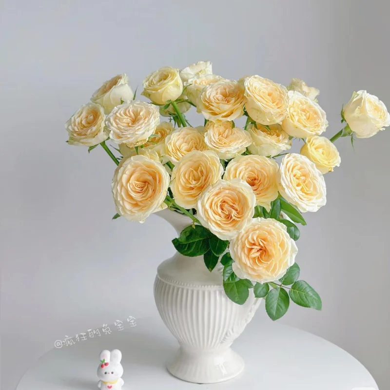 Butter Cup Rose Live Plant – Creamy Yellow Double Flowers – Multi-Season Blooming – 100-120 cm Tall - Image 7