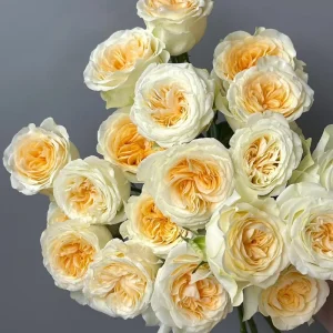 Butter Cup Rose Live Plant – Creamy Yellow Double Flowers – Multi-Season Blooming – 100-120 cm Tall - Image 1