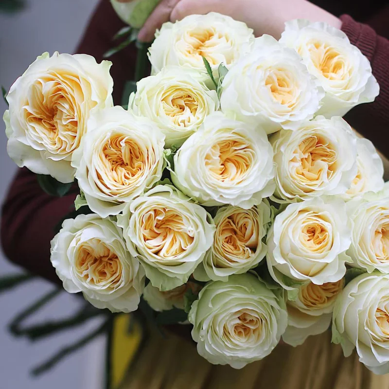 Butter Cup Rose Live Plant – Creamy Yellow Double Flowers – Multi-Season Blooming – 100-120 cm Tall - Image 9