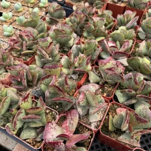Calico Hearts Succulent Live Plant - Crassula pellucida Variegata - 3 inch Pot - Image 2