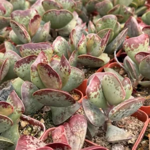 Calico Hearts Succulent Live Plant - Crassula pellucida Variegata - 3 inch Pot - Image 3