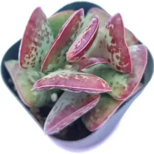 Calico Hearts Succulent Live Plant - Crassula pellucida Variegata - 3 inch Pot - Image 4