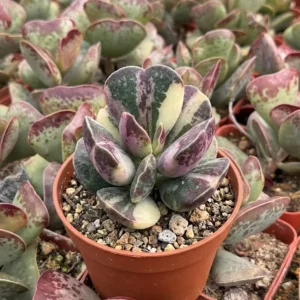 Calico Hearts Succulent Live Plant - Crassula pellucida Variegata - 3 inch Pot - Image 1