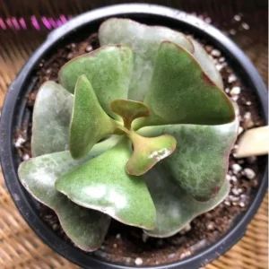 Calico Hearts Succulent Live Plant - Crassula pellucida Variegata - 3 inch Pot - Image 5