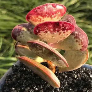 Calico Hearts Succulent Live Plant - Crassula pellucida Variegata - 3 inch Pot - Image 6