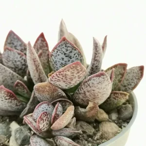 Calico Hearts Succulent Live Plant - Crassula pellucida Variegata - 3 inch Pot - Image 7