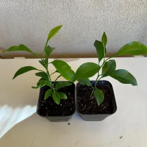 California Mandarin Seedling Live Plant – 5-12 inch Tall – Grown from Seed – Outdoor Fruit Tree - Image 4