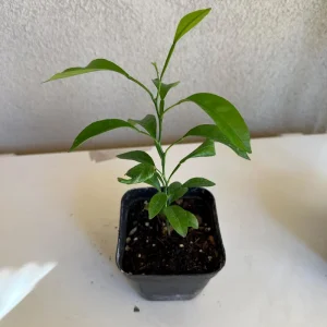 California Mandarin Seedling Live Plant – 5-12 inch Tall – Grown from Seed – Outdoor Fruit Tree - Image 5