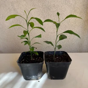 California Mandarin Seedling Live Plant – 5-12 inch Tall – Grown from Seed – Outdoor Fruit Tree - Image 6