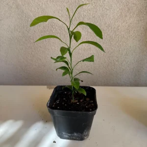 California Mandarin Seedling Live Plant – 5-12 inch Tall – Grown from Seed – Outdoor Fruit Tree - Image 7