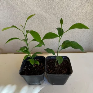 California Mandarin Seedling Live Plant – 5-12 inch Tall – Grown from Seed – Outdoor Fruit Tree - Image 8