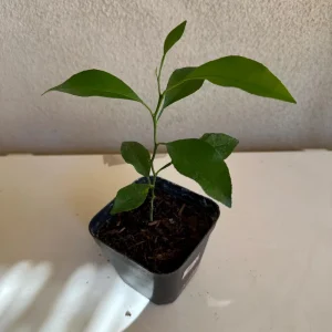California Mandarin Seedling Live Plant – 5-12 inch Tall – Grown from Seed – Outdoor Fruit Tree - Image 1