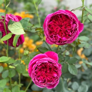 Cantina Rose Live Plant – Deep Red Fragrant Cut Flower – 100-120 cm Tall - Image 2