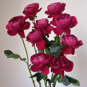 Cantina Rose Live Plant – Deep Red Fragrant Cut Flower – 100-120 cm Tall - Image 3
