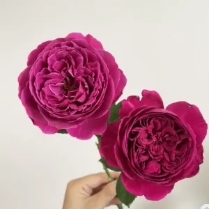Cantina Rose Live Plant – Deep Red Fragrant Cut Flower – 100-120 cm Tall - Image 5