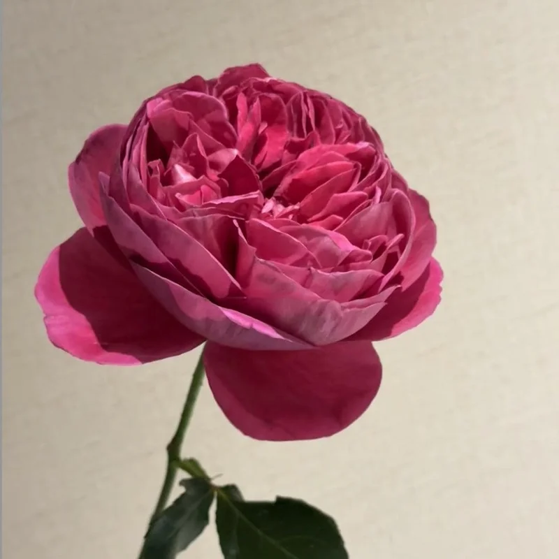 Cantina Rose Live Plant – Deep Red Fragrant Cut Flower – 100-120 cm Tall - Image 6