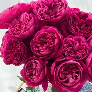 Cantina Rose Live Plant – Deep Red Fragrant Cut Flower – 100-120 cm Tall - Image 1