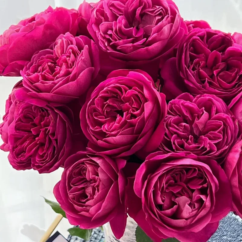 Cantina Rose Live Plant – Deep Red Fragrant Cut Flower – 100-120 cm Tall - Image 1