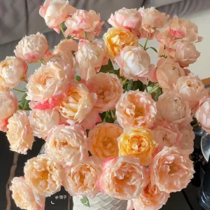 Chance Pom Rose Live Plant – Bicolor White & Red Flowers – Compact Shrub - Image 2
