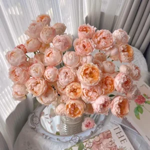 Chance Pom Rose Live Plant – Bicolor White & Red Flowers – Compact Shrub - Image 3