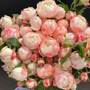 Chance Pom Rose Live Plant – Bicolor White & Red Flowers – Compact Shrub - Image 1