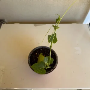 Chayote Live Plant – Sechium Edule – Organic – 6 inch Pot – Rooted - Image 2