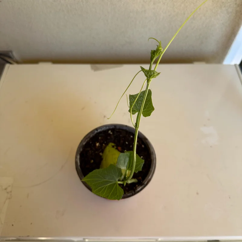 Chayote Live Plant – Sechium Edule – Organic – 6 inch Pot – Rooted - Image 2