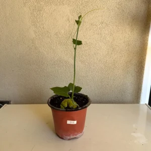 Chayote Live Plant – Sechium Edule – Organic – 6 inch Pot – Rooted - Image 3