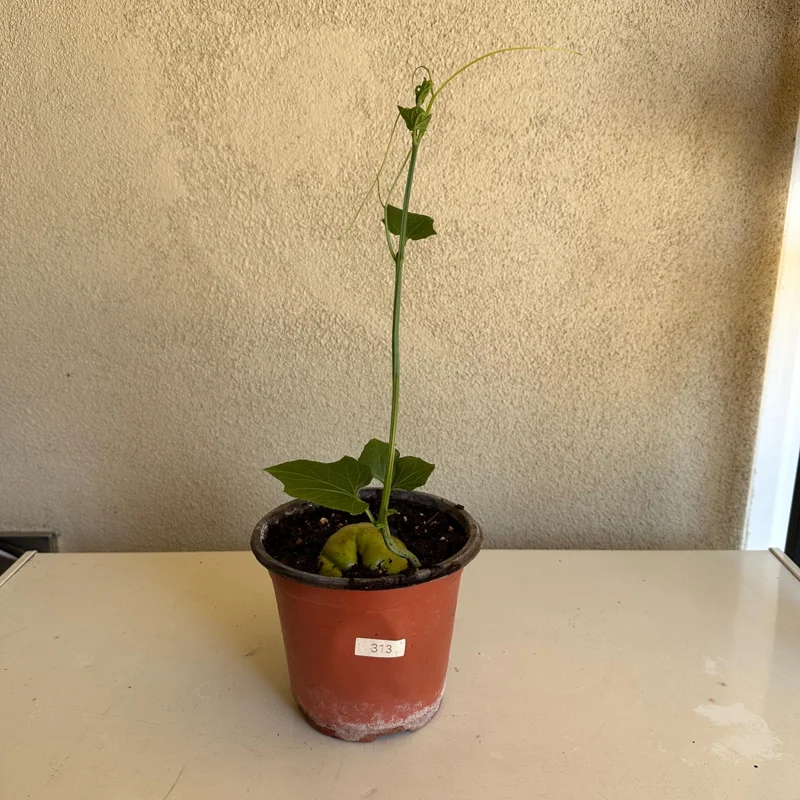 Chayote Live Plant – Sechium Edule – Organic – 6 inch Pot – Rooted - Image 3