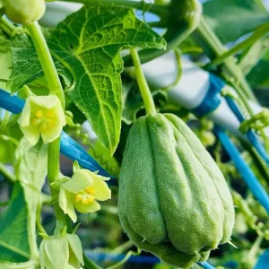 Chayote Live Plant – Sechium Edule – Organic – 6 inch Pot – Rooted - Image 4
