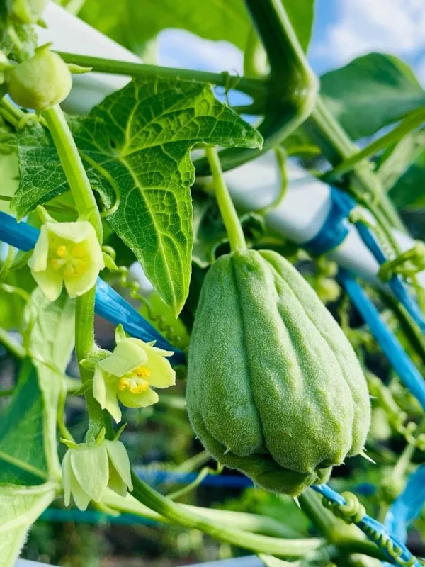 Chayote Live Plant – Sechium Edule – Organic – 6 inch Pot – Rooted - Image 4