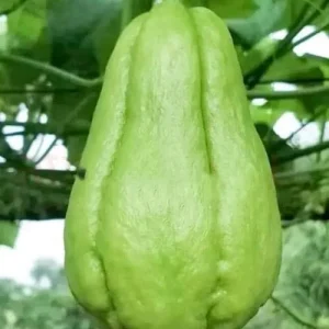 Chayote Live Plant – Sechium Edule – Organic – 6 inch Pot – Rooted - Image 5
