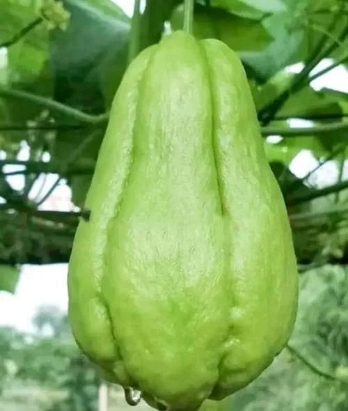 Chayote Live Plant – Sechium Edule – Organic – 6 inch Pot – Rooted - Image 5