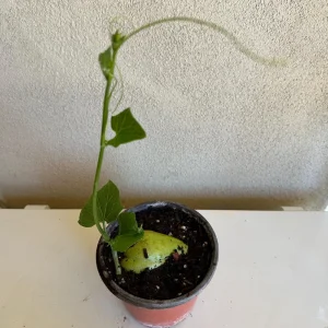 Chayote Live Plant – Sechium Edule – Organic – 6 inch Pot – Rooted - Image 1