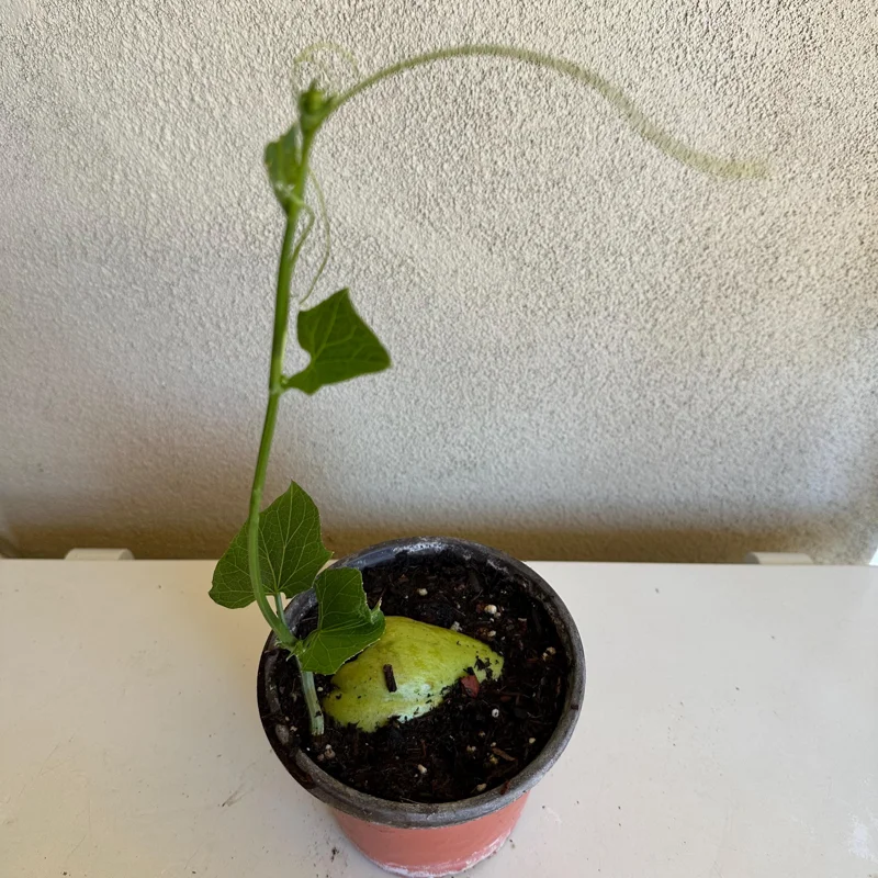 Chayote Live Plant – Sechium Edule – Organic – 6 inch Pot – Rooted - Image 1