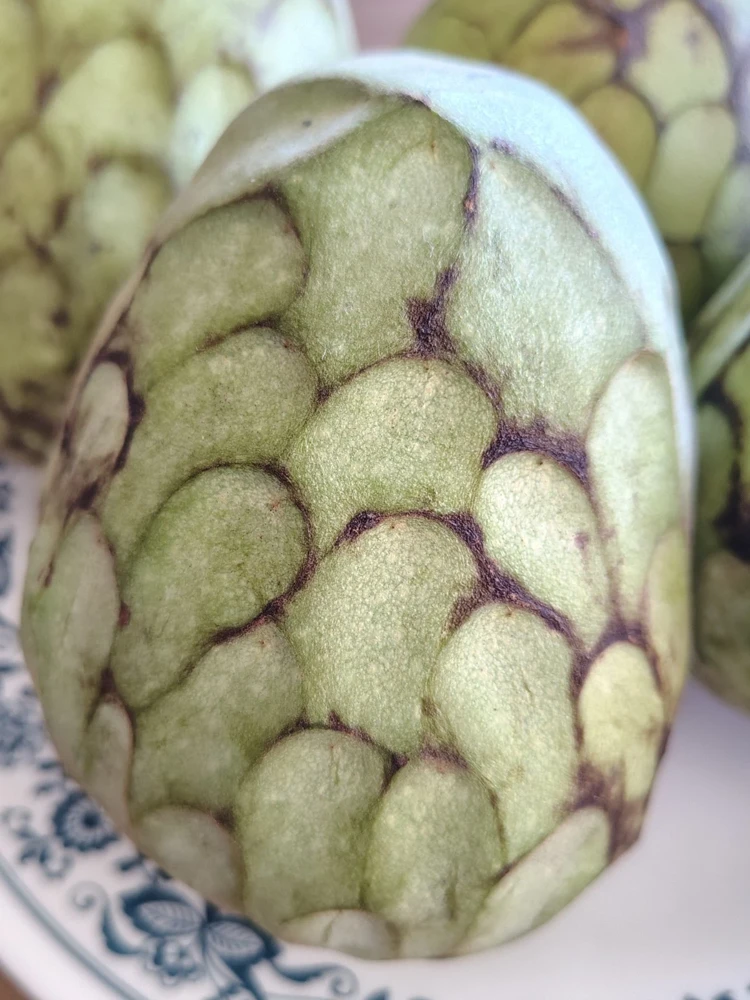 Cherimoya Honey Heart Custard Apple Seeds - Organic Fruit Seeds - 5 Seeds Outdoor - Image 1