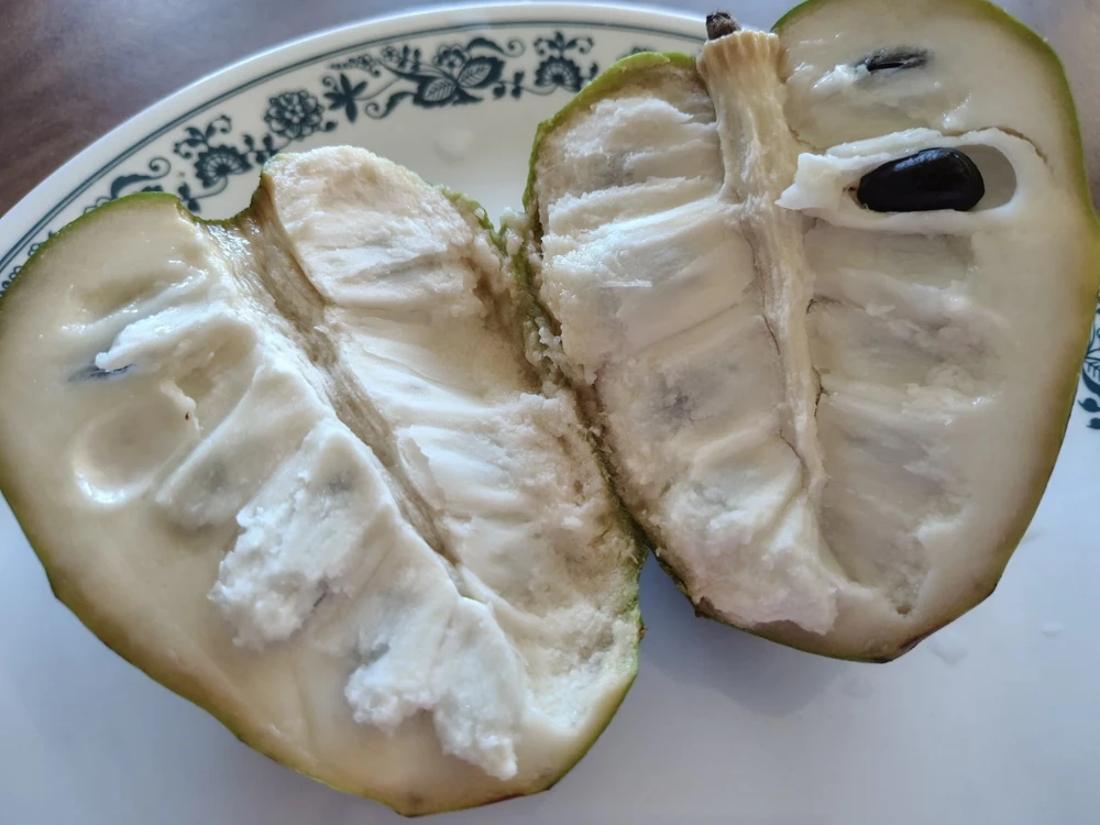 Cherimoya Honey Heart Custard Apple Seeds - Organic Fruit Seeds - 5 Seeds Outdoor - Image 2