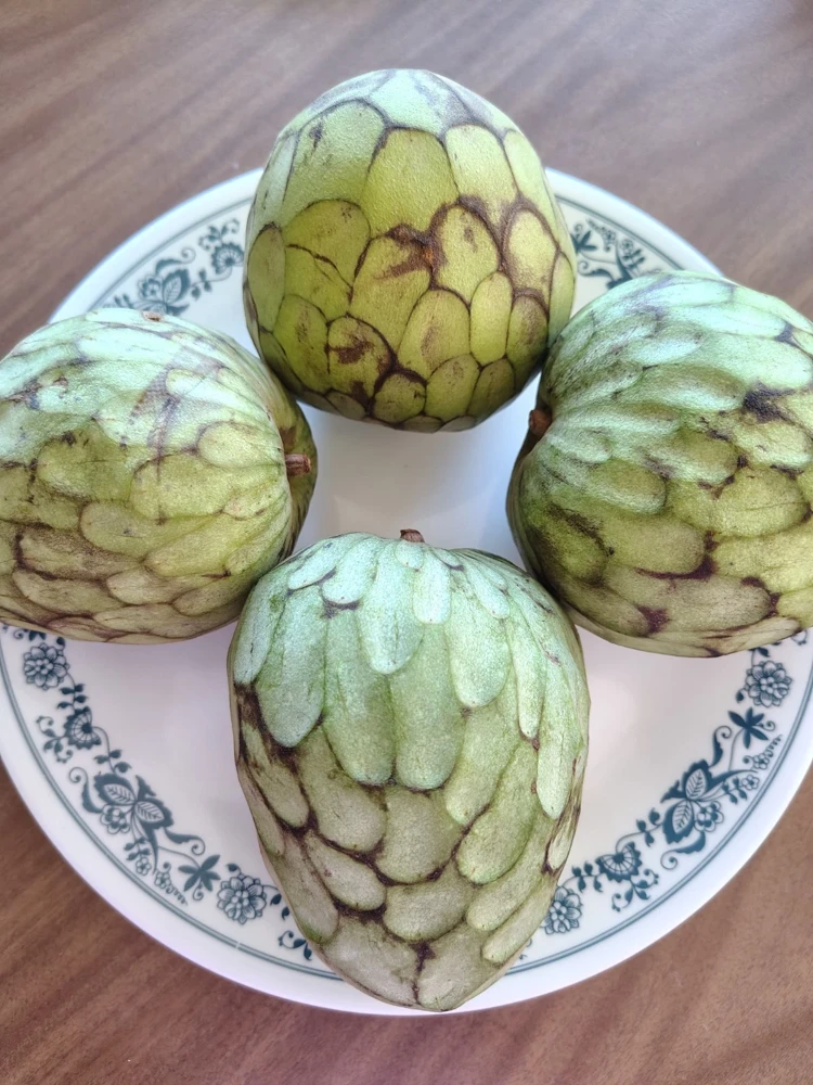 Cherimoya Honey Heart Custard Apple Seeds - Organic Fruit Seeds - 5 Seeds Outdoor - Image 3