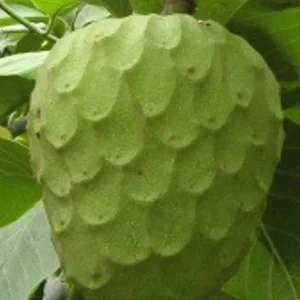 Cherimoya Honey Heart Custard Apple Seeds - Organic Fruit Seeds - 5 Seeds Outdoor - Image 5