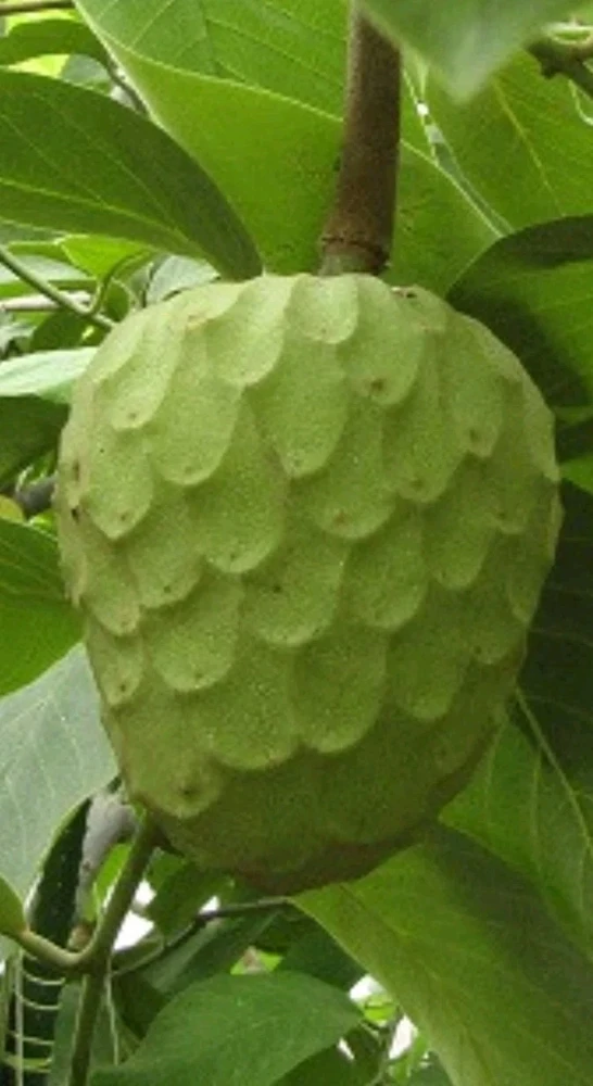 Cherimoya Honey Heart Custard Apple Seeds - Organic Fruit Seeds - 5 Seeds Outdoor - Image 5