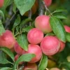 Cherry Plum Seeds - Myrobalan Edible Fruit Tree - 5 Seed Pack - Image 1