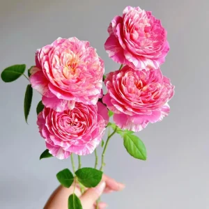 Claude Monet Rose Live Plant – Pink & Yellow Striped, Fragrant, 100 cm Tall - Image 2