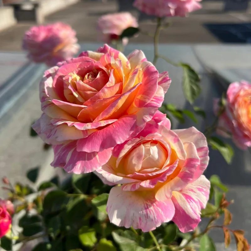 Claude Monet Rose Live Plant – Pink & Yellow Striped, Fragrant, 100 cm Tall - Image 3