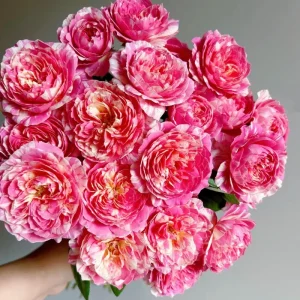 Claude Monet Rose Live Plant – Pink & Yellow Striped, Fragrant, 100 cm Tall - Image 4
